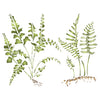 Fern Plants Stencil - Tropical Sword Ferns