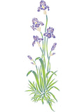 Iris Stencil- Single Flower Floral Plant